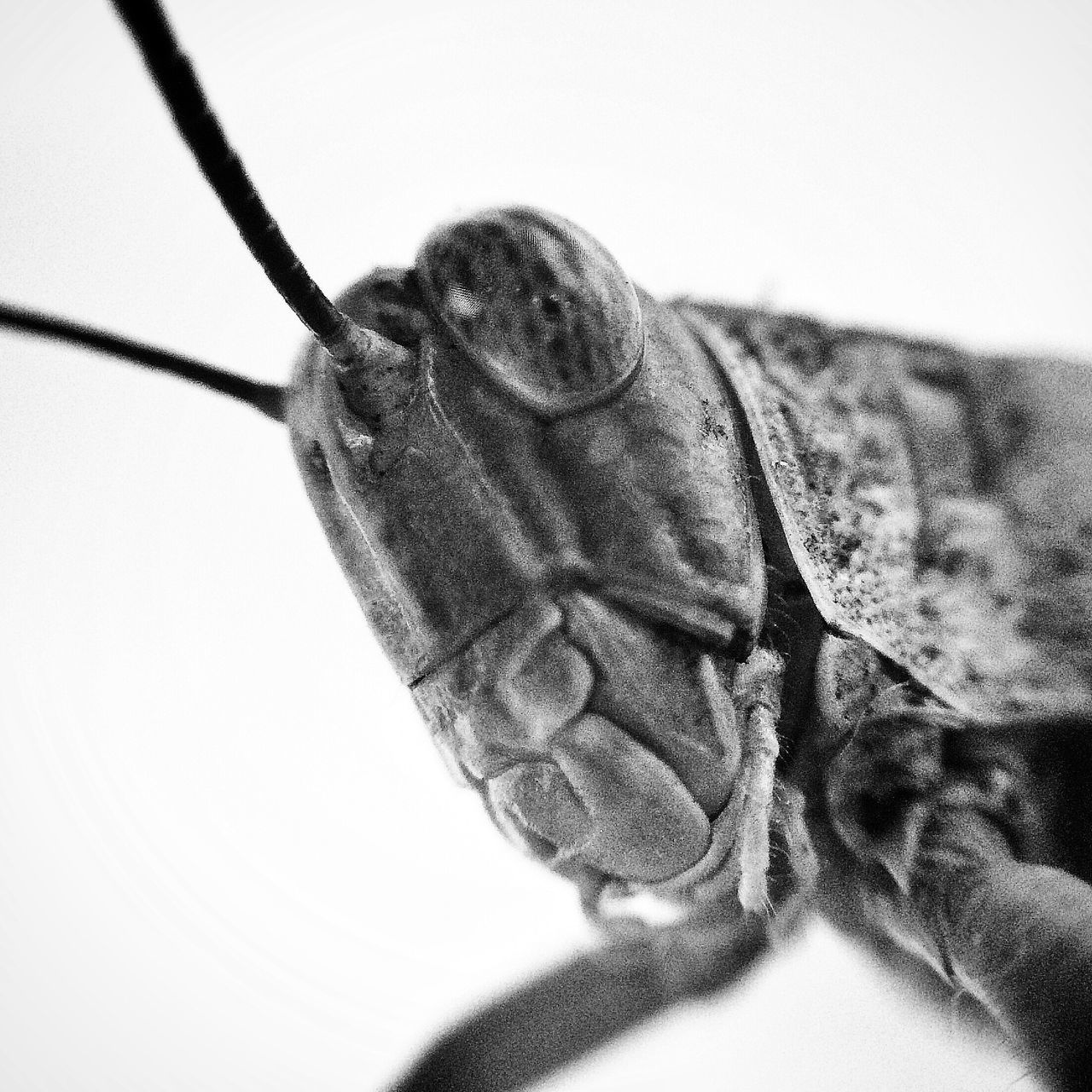 animal themes, one animal, close-up, wildlife, animals in the wild, animal body part, animal head, studio shot, white background, focus on foreground, part of, mammal, no people, copy space, rope, detail, day, indoors, selective focus, nature