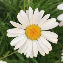 Close-up of white daisy