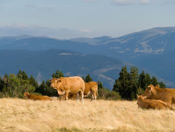 Cows standing in a field