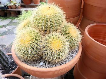 High angle view of potted cactus plant in pot