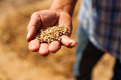 Close-up of hand holding wheat