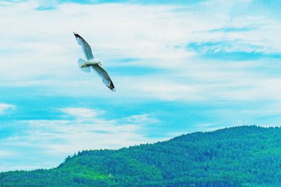 Seagull flying in sky