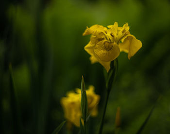 Close-up of yellow flowering plant on field