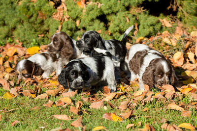 Two dogs relaxing on leaves