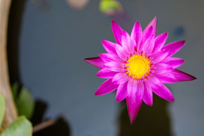 Close-up of pink flower