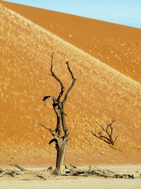 Close-up of tree