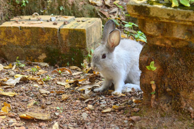 Rabbit play at a ground