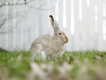 Rabbit sitting on field