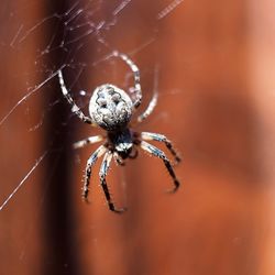 Close-up of spider on web