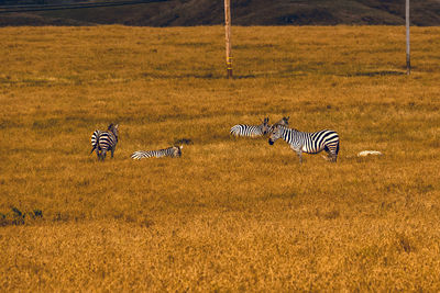 View of zebra running on field