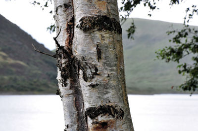 Close-up of tree trunk by lake against sky