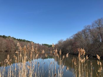 Scenic view of lake against clear blue sky