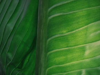 Full frame shot of green leaves