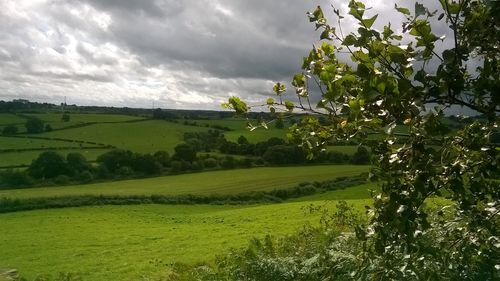Scenic view of agricultural field against sky