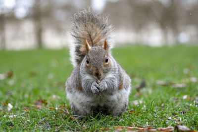 Portrait of squirrel on field