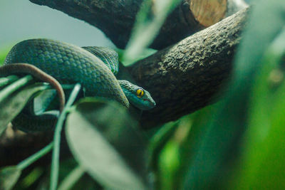 Close-up of lizard on tree