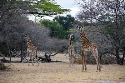 Giraffes on field