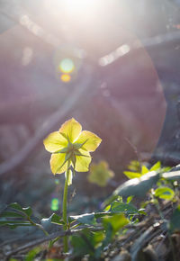 Close-up of yellow flowering plant