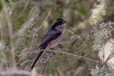 Close-up of bird perching on branch