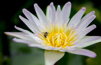 Close-up of insect pollinating flower