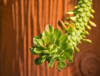 Close-up of potted plant