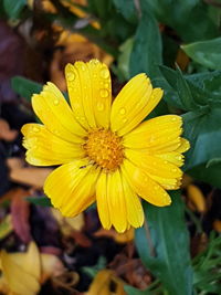 Close-up of wet yellow flower blooming outdoors