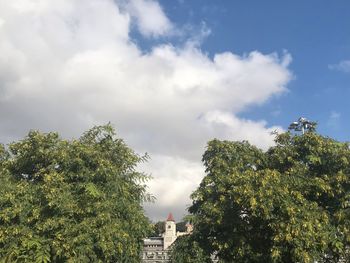 Low angle view of trees and plants against sky