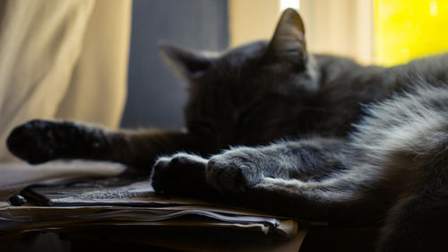 Close-up of cat relaxing