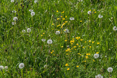 Close-up of white daisy flowers in field