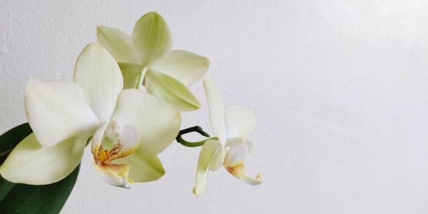 Close-up of white flowering plant