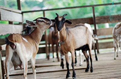 Close-up of goats at farm