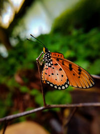 Close-up of butterfly on flower