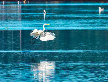 Birds in lake