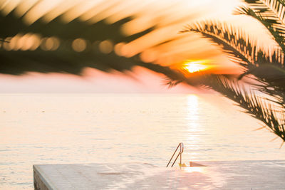 Scenic view of sea seen through palm trees during sunset