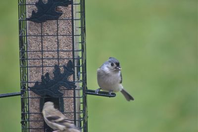 Close-up of bird perching on metal feeder