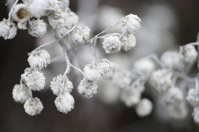 Close-up of white withered flowering plant in the autumn