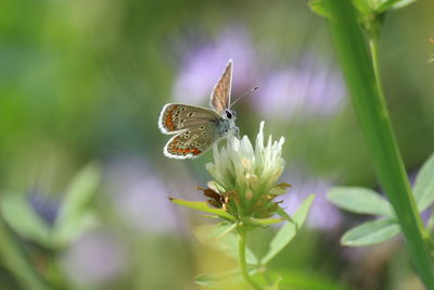 Close-up of butterfly pollinating on purple flower