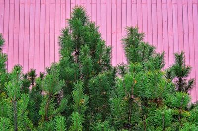 Plants and trees against wall