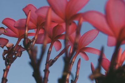 Close-up of red flowers against sky