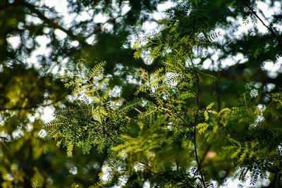 Low angle view of leaves on tree against sky