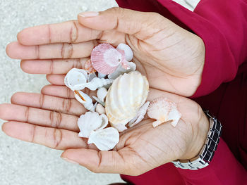 Close-up of person holding seashell