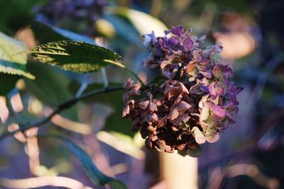 Close-up of purple flowers growing outdoors