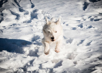 White dog running on snow covered field