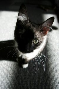 Close-up portrait of cat sitting