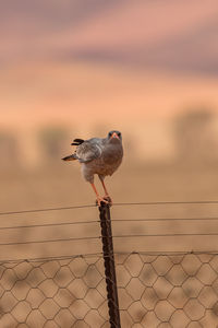 Close-up of bird perching on fence against sky