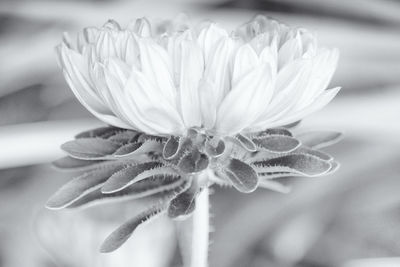 Close-up of flowering plant