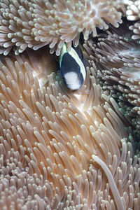 Close-up of fish in sea