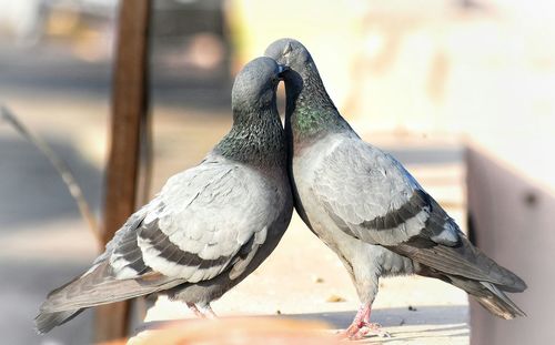 Close-up of bird perching outdoors