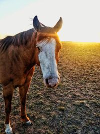 Horse standing on field