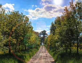 Footpath amidst trees